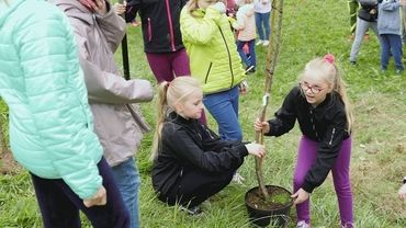 Miasto zasadziło już 300 nowych drzew. Trwa jubileuszowa akcja Wodzisławia