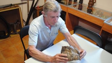 Kolejny ząb mamuta na ziemi wodzisławskiej. Można go zobaczyć w Radlinie