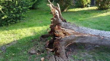 Rydułtowy: jak postępować z drzewami i krzewami uszkodzonymi przez wichurę?