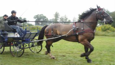 Miłośnicy koni spotkają się w ten weekend w Gogołowej na Zawodach Zaprzęgów Konnych