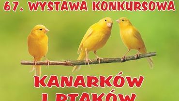 Kilkaset ptaków hodowcy zaprezentują na wystawie w Wodzisławiu