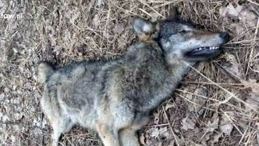 Martwy wilk w lesie w Kokoszycach. Co się stało?