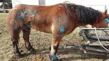 Wodzisław: prokuratura wszczyna śledztwo w sprawie chorego bydła
