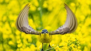 „Żółte do kwadratu” - na skrzydłach do zwycięstwa