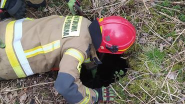 Wodzisław: strażacy wyciągnęli małego dzika ze studni