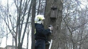 Strażacy z OSP Mszana sprawdzili budki lęgowe w parku