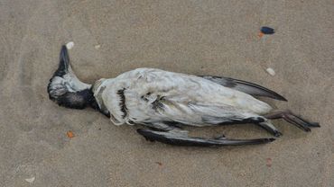 Trwa akcja służb w Roszkowie. W Polderze Buków odkryto martwe ptaki