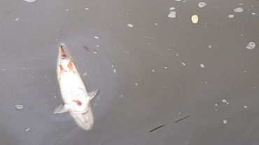 Śnięte ryby płyną z Czech. Służby pracują w rejonie Odry