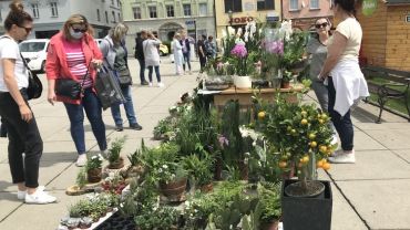 Kwiaty i „ogródki” - Rynek w Wodzisławiu dziś odżył