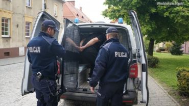 Policjanci aresztowali 23-letniego dealera z Wodzisławia