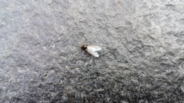 „Inwazja” latających mrówek w regionie