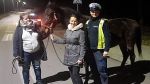 Wodzisław, Mszana: koń uciekinier wrócił do domu. Pomogli policjanci