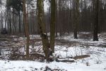 Wycinka lasu w Radlinie. Ludzie się niepokoją (zdjęcia, wideo), 