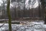 Wycinka lasu w Radlinie. Ludzie się niepokoją (zdjęcia, wideo), 