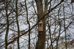 „Ćwierkający Wodzisław”: w Rodzinnym Parku Rozrywki pojawiły się budki dla ptaków, UM Wodzisławia