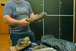 Kolejne szczątki mamutów zasiliły zbiory Muzeum w Wodzisławiu, Muzeum w Wodzisławiu