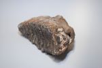 Kolejny ząb mamuta na ziemi wodzisławskiej. Można go zobaczyć w Radlinie, 