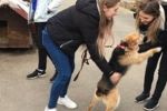 Uczniowie IVB TG pomagają psom z przytuliska (zdjęcia), 