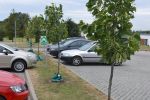 Radlin: szykuje się przeprowadzka drzew, Urząd Miasta Radlin