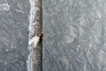 „Inwazja” latających mrówek w regionie!, Bartłomiej Furmanowicz
