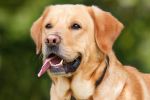 Jeśli Twój pies potrzebuje behawiorysty, jest okazja, pixabay