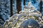 Ostrzeżenie o opadach śniegu i przymrozkach, pixabay