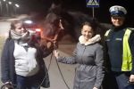 Wodzisław, Mszana: koń uciekinier wrócił do domu. Pomogli policjanci, 