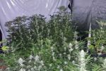 Nielegalna plantacja marihuany! Mieszkaniec Wodzisławia zatrzymany [foto,wideo], Śląska Policja