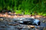 Trwa akcja służb w Roszkowie. W Polderze Buków odkryto martwe ptaki, pixabay