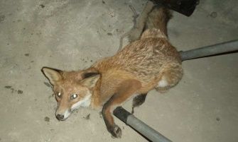 Do złapania lisa posłużyło funkcjonariuszom lasso, którym zazwyczaj łapią bezdomne psy