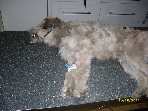Wodzisław: pies postrzelony z wiatrówki, Straż Miejska Wodzisław