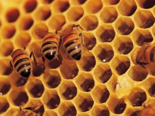 Pszczelarze z Gorzyc martwią się o ginące pszczoły, 