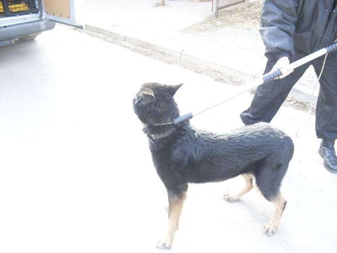 Wodzisław: agresywny pies pod drzwami. Lokatorzy uwięzieni w domu, Straż Miejska Wodzisław