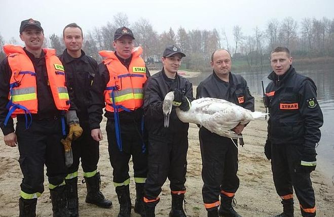 Strażacy na ratunek łabędziom w Olzie, sekc. Dariusz Oleksiak