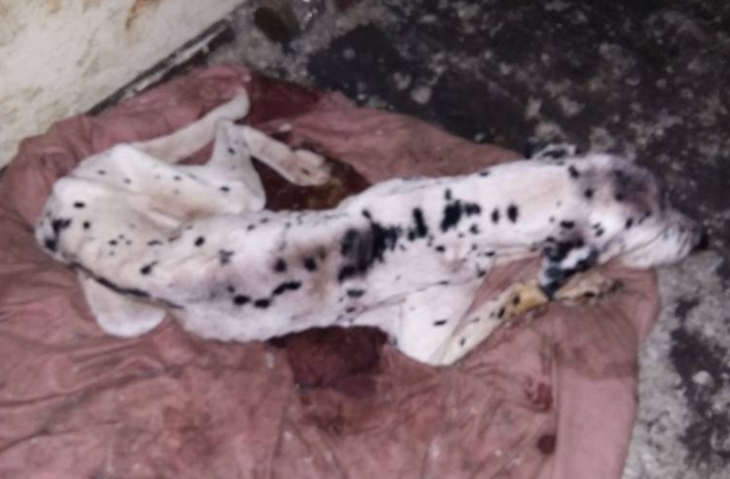 Właściciel z Pszowa bestialsko potraktował psa. Dalmatyńczyk zagłodzony niemal na śmierć, Facebook