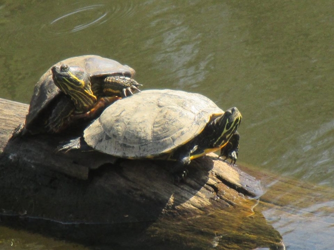 Parka żółwi zagościła nad wodzisławskim Balatonem.