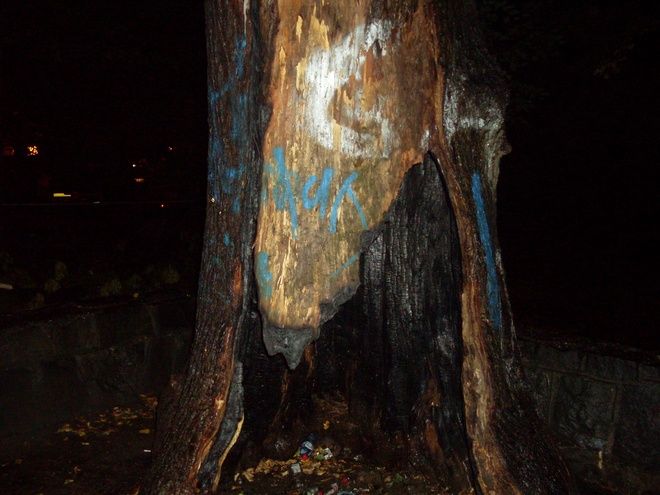 Grupka wandali podpaliła zabytkową lipę drobnolistną w wodzisławskim Parku Miejskim