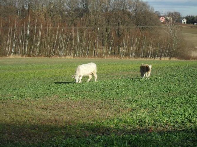 Krowy błąkały się od kilku tygodni w dzielnicy Karkoszka.